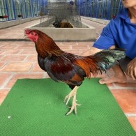 ĐIỀU CHÂN XANH