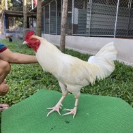 ĐẤU TRƯỜNG THOMO 4