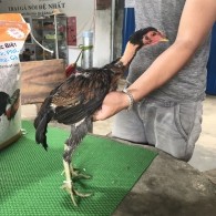 Mã số 11 - Ó chân xanh vuông 1.5kg, 1 đai chân phải (Gà đã bán)