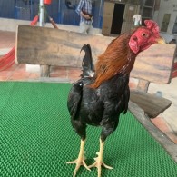 50 Asil 50 Kelso 1.2kg nhập của Tony Trần