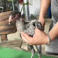 Mã số 6 - Xám tro chân vuông 1.2kg, 3 đai, 2 trái - 1 phải (Gà đã bán)