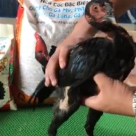 Mã số 19 - Ô đen chân đen vàng, 3 đai 2 trái - 1 phải (Gà đã bán)