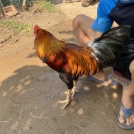 GÀ LÔNG 03