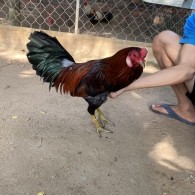 GÀ LÔNG 09