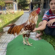 ĐẤU TRƯỜNG THOMO 9