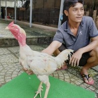BƯỚM