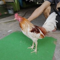 TRE BƯỚM