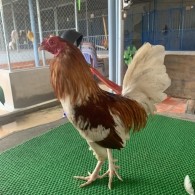 Bướm Camelo 7 -1.3kg