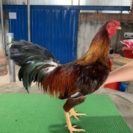 GÀ MÀU NGÃ 3.0KG DÒNG SIL GIÁP MỸ