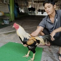 GÀ CHUỐI