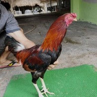 GÀ ĐIỀU