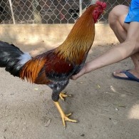 GÀ LÔNG 20