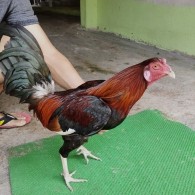 ĐIỀU MỒNG CẮT