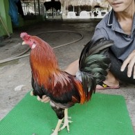 ĐIỀU MỒNG DÂU