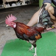 ĐIỀU MỒNG LÁ
