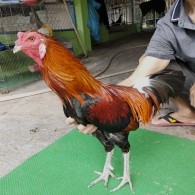 ĐIỀU XANH