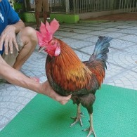 QUE MỒNG CHÓC