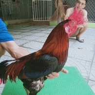 ĐIỀU XANH MỒNG TRẮC