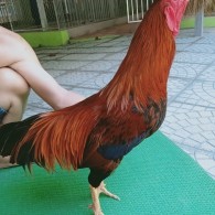 ĐIỀU VÀNG MỒNG CẮT