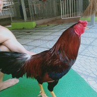 ĐIỀU MỒNG TRÍCH
