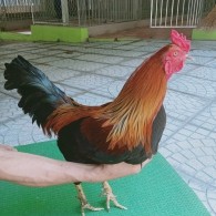 QUE VÀNG
