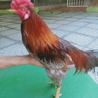 XÁM MỒNG TRÀ