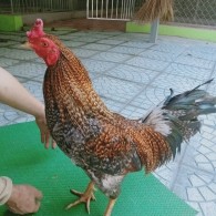 CÚ XÁM