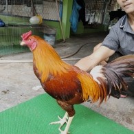 GÀ KHÉT