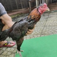GÀ Ô
