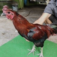 GÀ QUE